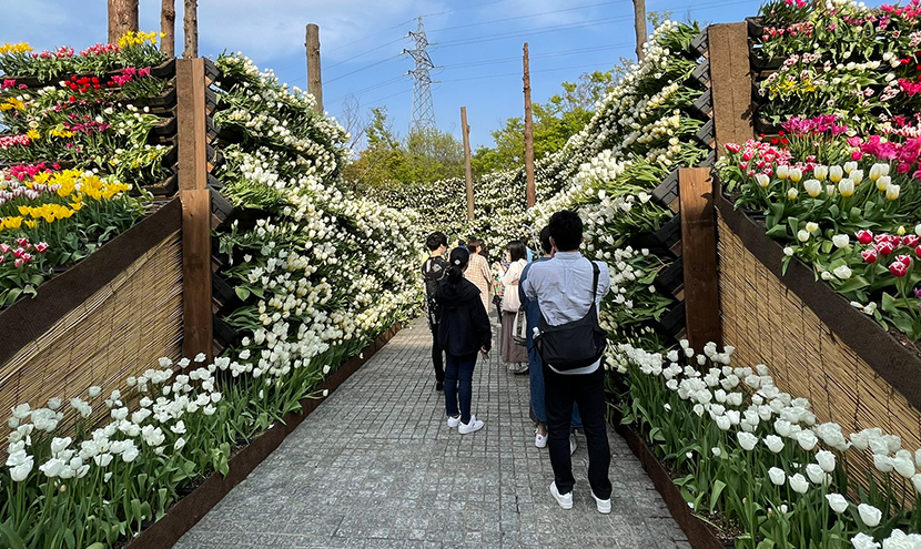 花の大谷。第70回チューリップフェア、網戸快適ネットからの景色。よく見える網戸快適ネット張り替えなら三恵ネット。