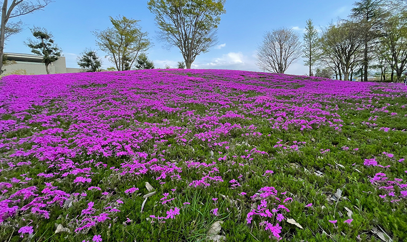 芝桜の丘。第70回チューリップフェア、網戸快適ネットからの景色。よく見える網戸快適ネット張り替えなら三恵ネット。