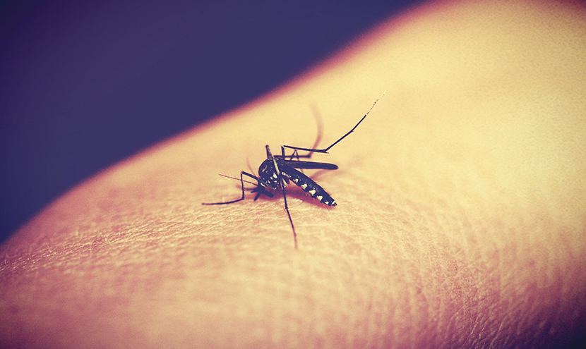 網戸はいるのか？いらないのか？蚊の被害で最も恐ろしいのは感染症。