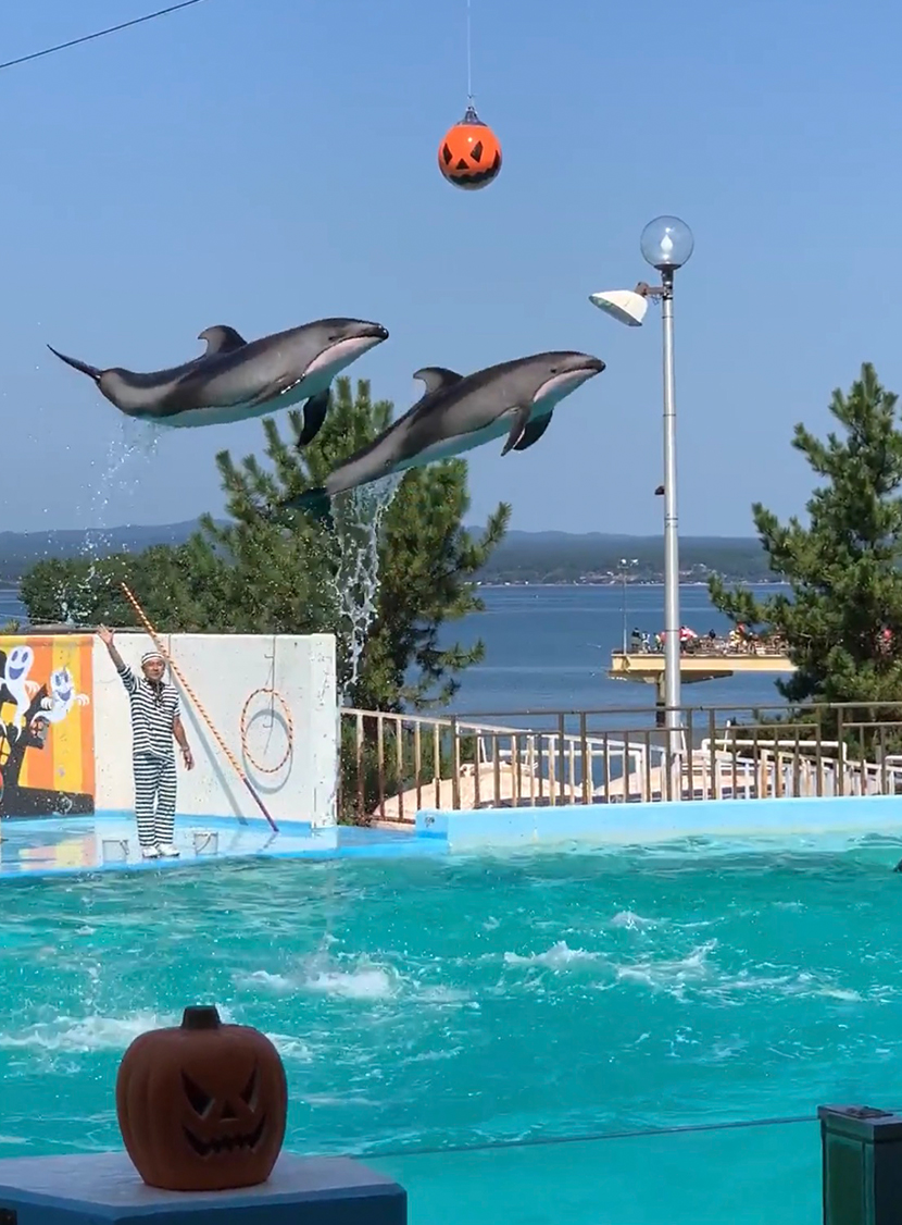 のとじま水族館のイルカショー。網戸(快適ネット)からの景色。能登半島のイルカとガラス美術館。よく見える網戸快適ネット張り替えなら三恵ネット。