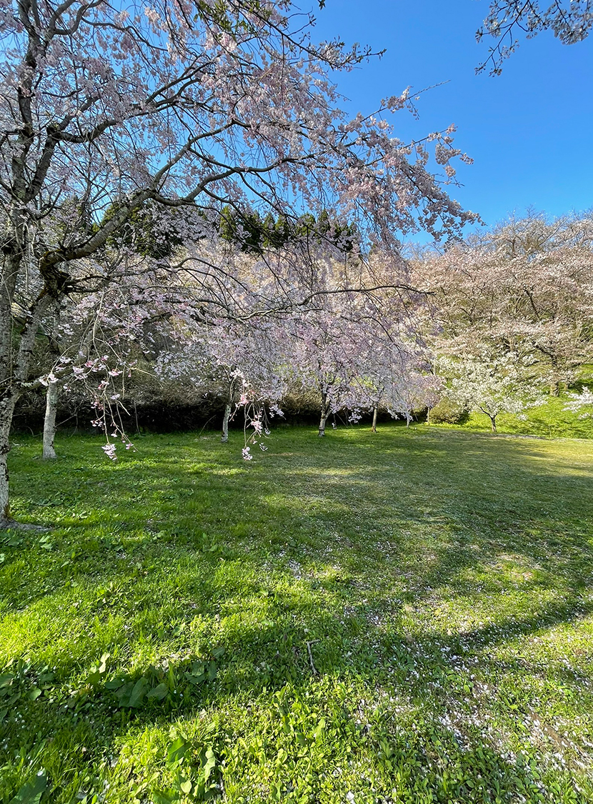 小矢部城山公園の桜、網戸快適ネットからの景色。よく見える網戸快適ネット張り替えなら三恵ネット。