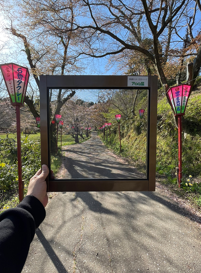 小矢部城山公園の桜、網戸快適ネットからの景色。よく見える網戸快適ネット張り替えなら三恵ネット。