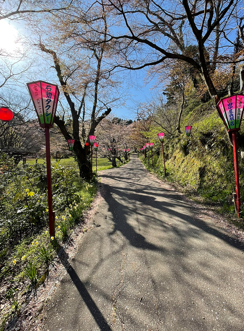 小矢部城山公園の桜、網戸快適ネットからの景色。よく見える網戸快適ネット張り替えなら三恵ネット。