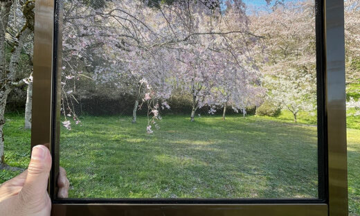 小矢部城山公園の桜、網戸快適ネットからの景色。よく見える網戸快適ネット張り替えなら三恵ネット。