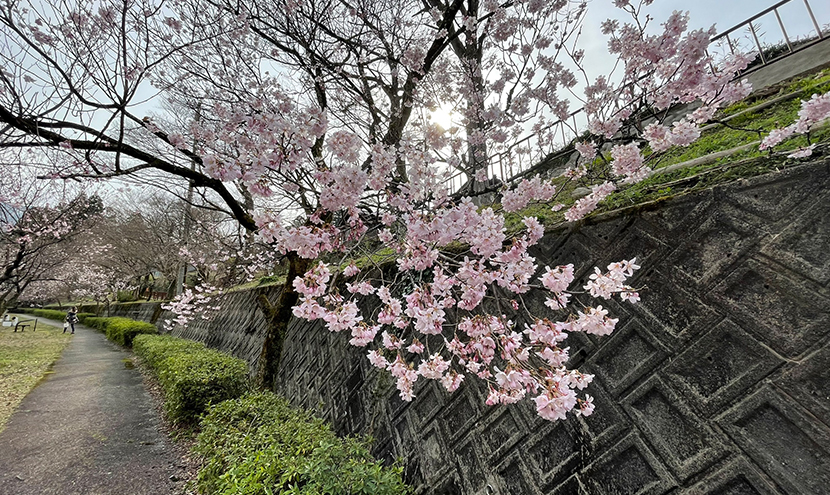 庄川水記念公園の桜、網戸快適ネットからの景色。よく見える網戸快適ネット張り替えなら三恵ネット。