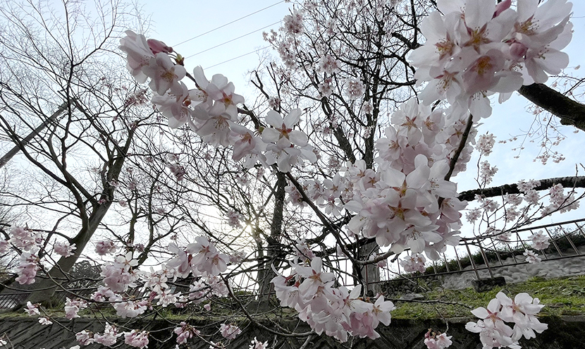 庄川水記念公園の桜、網戸快適ネットからの景色。よく見える網戸快適ネット張り替えなら三恵ネット。