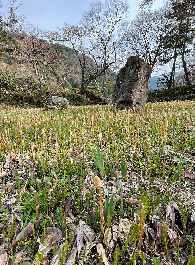 庄川水記念公園の桜、網戸快適ネットからの景色。よく見える網戸快適ネット張り替えなら三恵ネット。