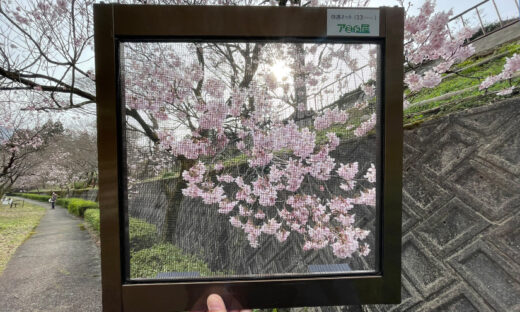 庄川水記念公園の桜、網戸快適ネットからの景色。よく見える網戸快適ネット張り替えなら三恵ネット。