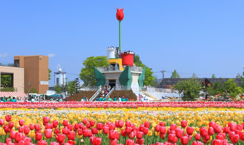 家族連れで楽しめる砺波市チューリップ公園。100万本のチューリップが見れるチューリップフェア。