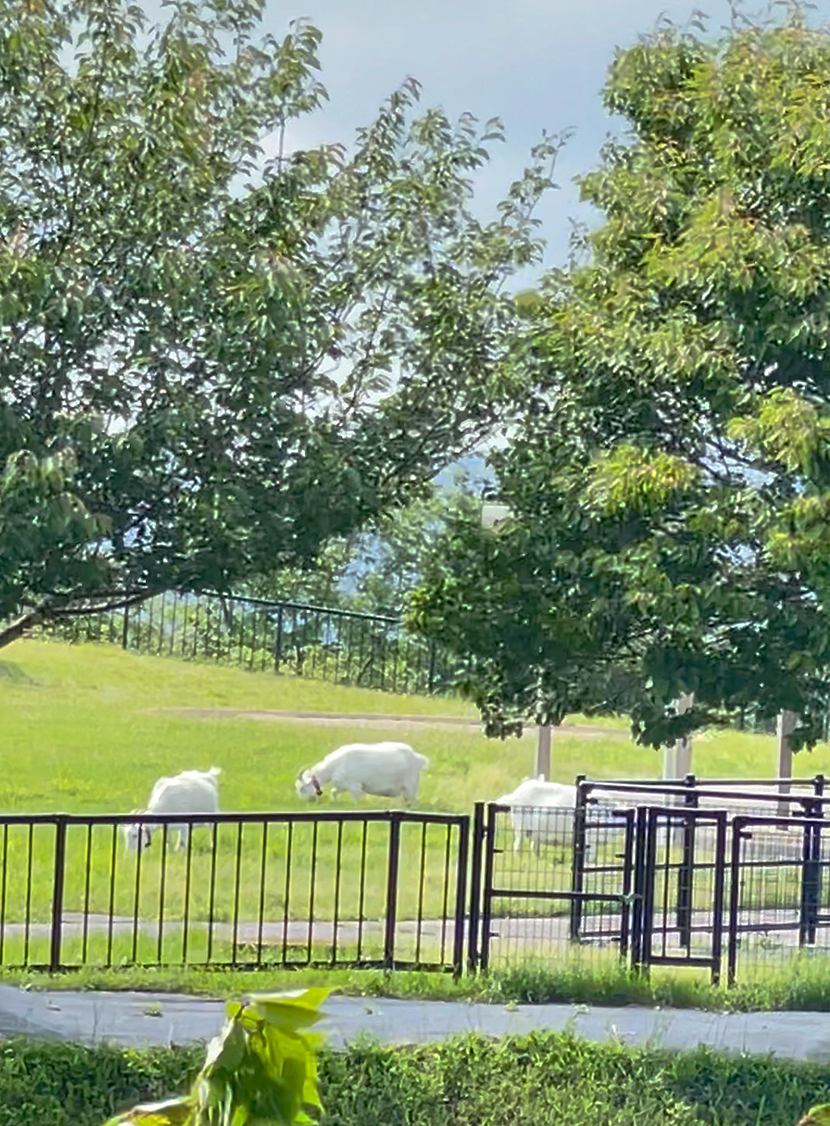 稲葉山ふれあい動物広場の山羊。稲葉山牧場の大パノラマな展望、網戸快適ネットからの景色。